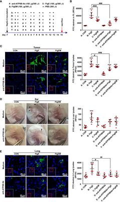 Flagellar Hook Protein FlgE Induces Microvascular Hyperpermeability via Ectopic ATP Synthase β on Endothelial Surface